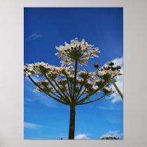 Queen Anne's Lace print posters