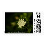 Queen Anne's Lace stamps