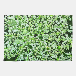 Queen Annes Lace