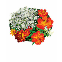 Queen Annes Lace with Orange Flowers Ladies t-shirts