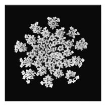 'Queen Anne's Snowflake' Photographic Print