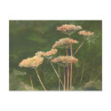 QUEEN ANN'S LACE by SHARON SHARPE postcards by sharonsharpe QUEEN ANN'S LACE by SHARON SHARPE postcards
