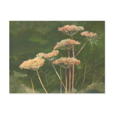 QUEEN ANN'S LACE by SHARON SHARPE Post Cards by sharonsharpe