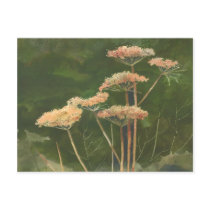 QUEEN ANN'S LACE by SHARON SHARPE postcards
