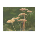 QUEEN ANN'S LACE by SHARON SHARPE Post Cards