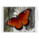 Queen Butterfly cards