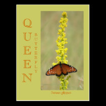 QUEEN  BUTTERFLY postcards