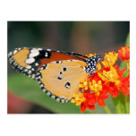 Queen Butterfly Postcard