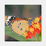 Queen Butterfly Square Magnet