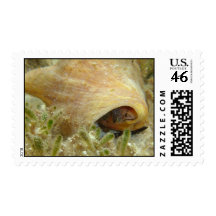 Queen conch postage stamps