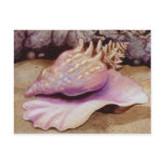 Queen Conch Sea Shell Art Post Card