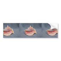 Queen Conch Shell Bumper Sticker