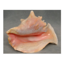 Queen Conch Shell Post Card