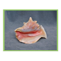 Queen Conch Shell Post Cards