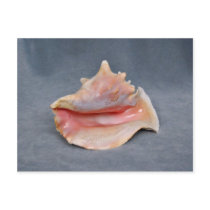 Queen Conch Shell Postcard