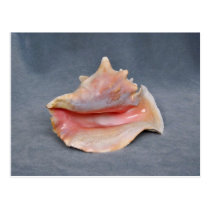Queen Conch Shell Postcard