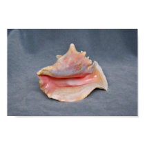 Queen Conch Shell Posters