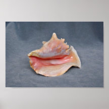 Queen Conch Shell Posters