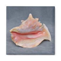 Queen Conch Shell Refrigerator Magnets