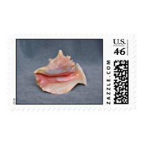 Queen Conch Shell Stamp