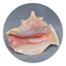 Queen Conch Shell Stickers