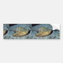 Queen conch (Strombus gigas) Shell Bumper Sticker