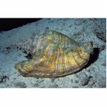 Queen conch (Strombus gigas) Shell Photo Cutouts