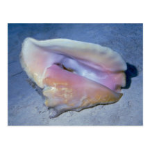 Queen conch (Strombus gigas) Shell Post Cards