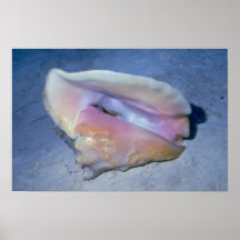 Queen conch (Strombus gigas) Shell Posters