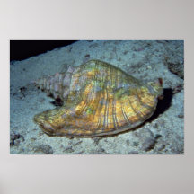 Queen conch (Strombus gigas) Shell Print