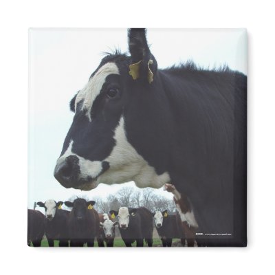 Queen Cow Magnet by threesalamanders