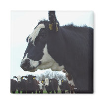 Queen Cow Magnet