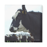 Queen Cow Magnet