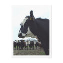 Queen Cow Postcard