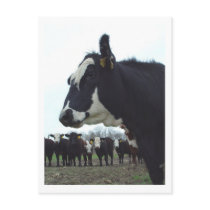 Queen Cow Postcard by threesalamanders Queen Cow Postcard