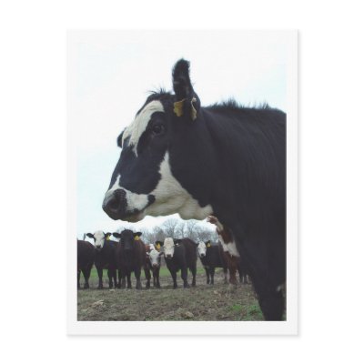 Queen Cow Postcard by threesalamanders