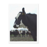 Queen Cow Postcard