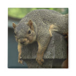 Queen Eleanor of the Peaceable Kingdom Refrigerator Magnet