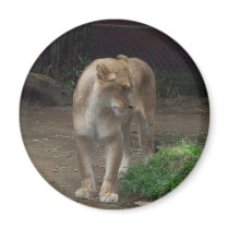 Queen of The Jungle magnets