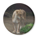 Queen of The Jungle magnets
