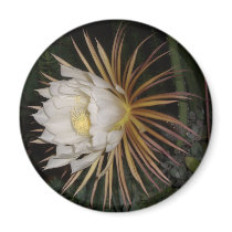 Queen Of The Night Cactus Flower magnets