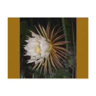 Queen Of The Night Cactus Flower Postcards