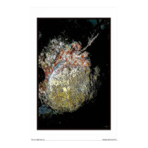 Queen of the night posters by ceberhardt Queen of the night posters