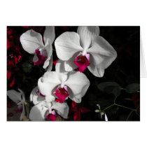 Queen Orchid Card