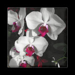 Queen Orchid magnets