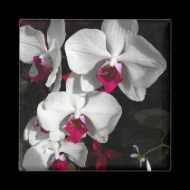 Queen Orchid magnets