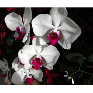 Queen Orchid mousepad