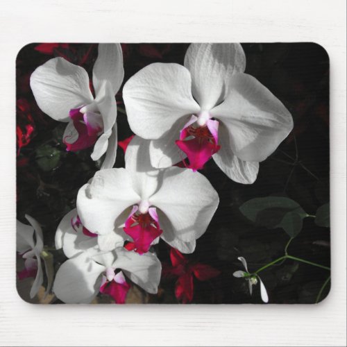 Queen Orchid mousepad
