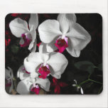 Queen Orchid