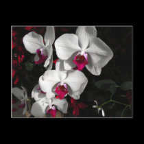 Queen Orchid postcards